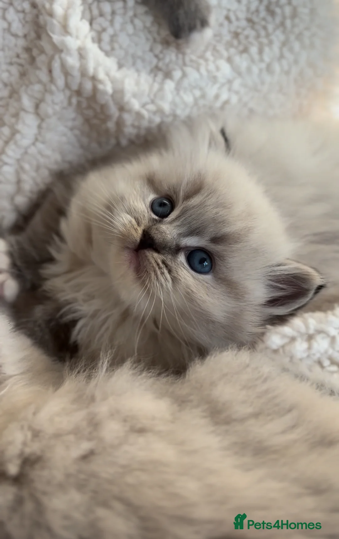 Ragdoll cats for sale: 🌟TICA🌟Champion Ragdoll🏆🏆🏆 in London - Advert 2