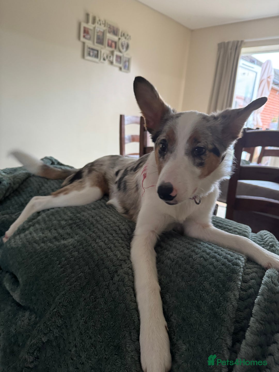 Border Collie dogs for sale: Loving girl  - Advert 2