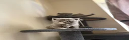 British Shorthair cats for sale: British Shorthair  - Advert 20