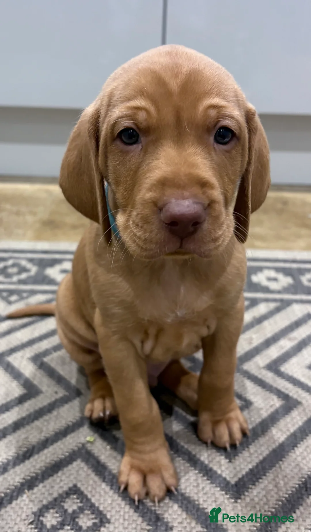 Hungarian Vizsla dogs for sale: Hookside Hungarian Viszla Puppies - Advert 7