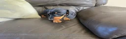 Dachshund dogs for sale: Minature Dachshund puppies 1 boy left! - Advert 2