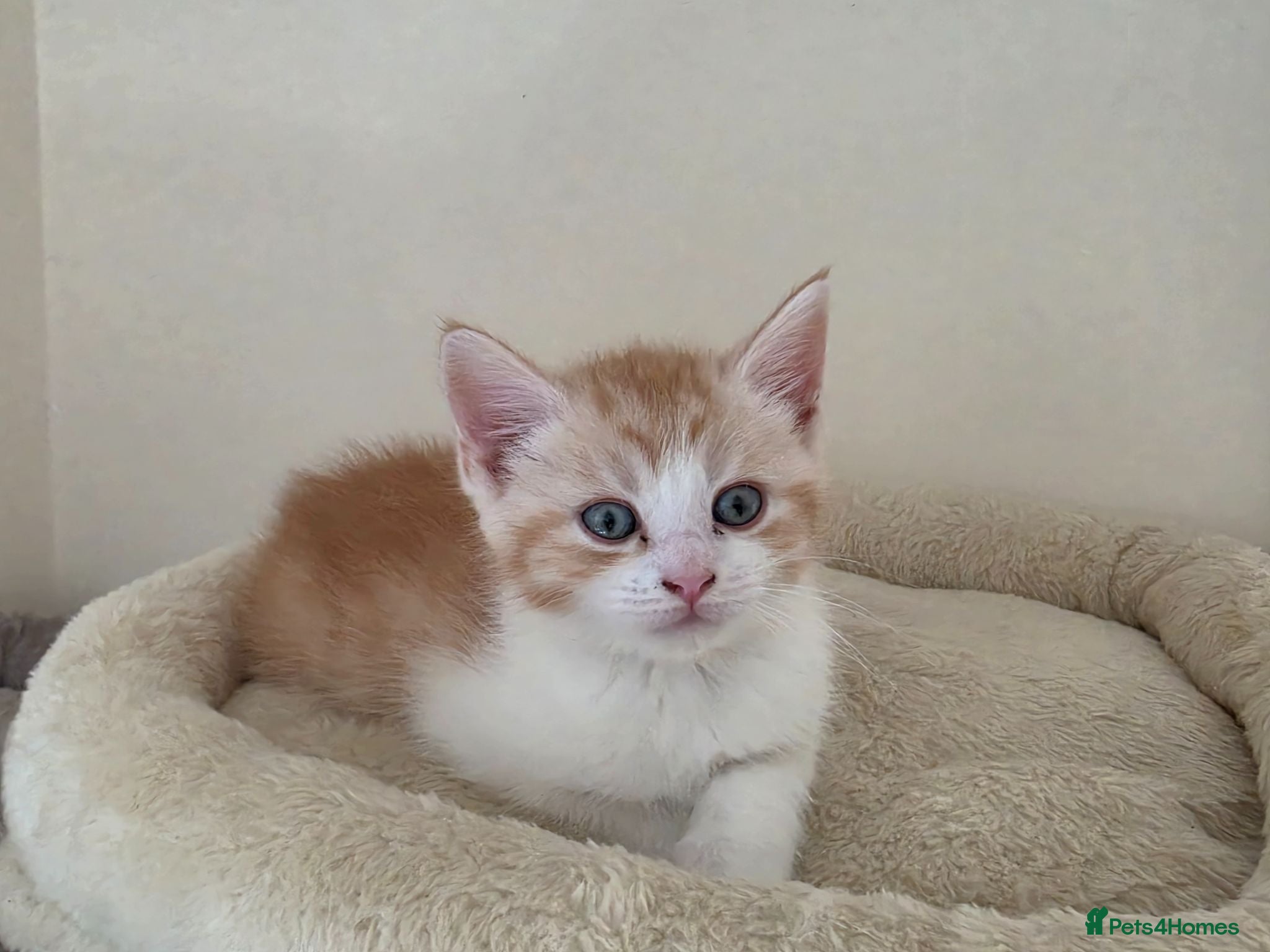 Mixed Breed cats Last Maine coon X BSH Boy 💙 - Advert 18