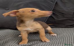 Jack Russell dogs for sale: ❤️Beautiful Jackrussels❤️ - Image 4