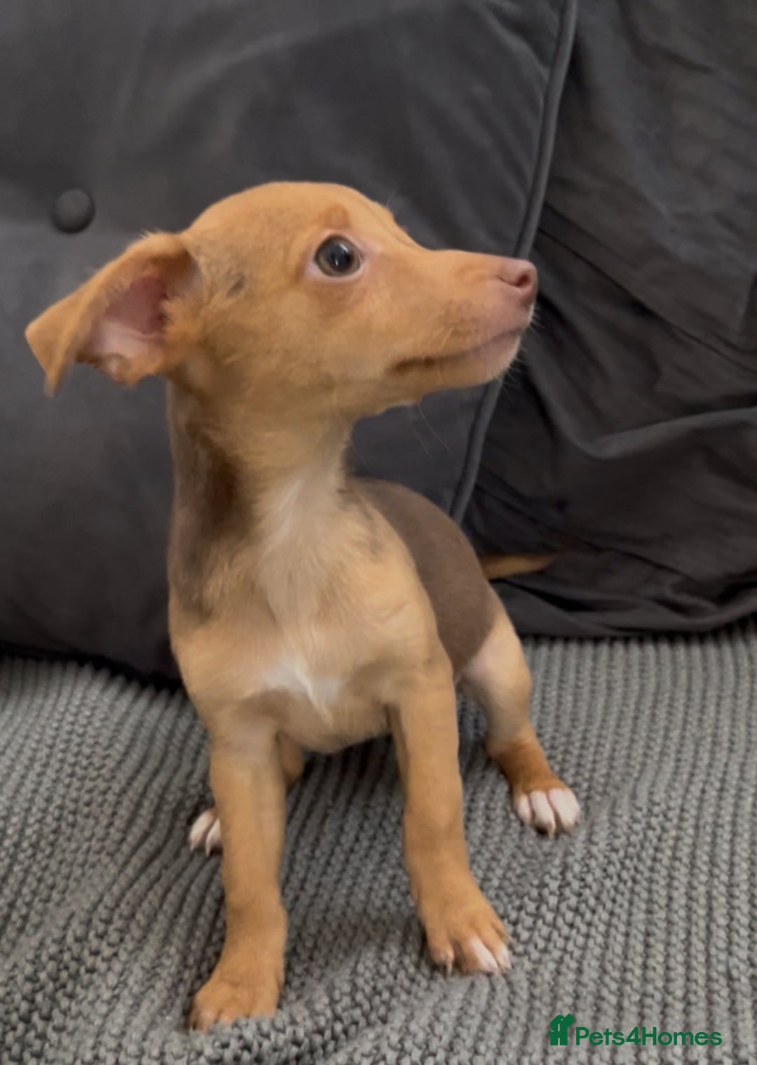 Jack Russell dogs for sale: ❤️Beautiful Jackrussels❤️ - Image 4