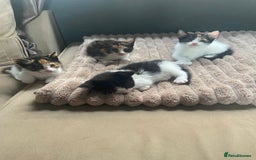 Mixed Breed cats for sale: 4 stunning babies READY NOW Calico and black&white - Image 5