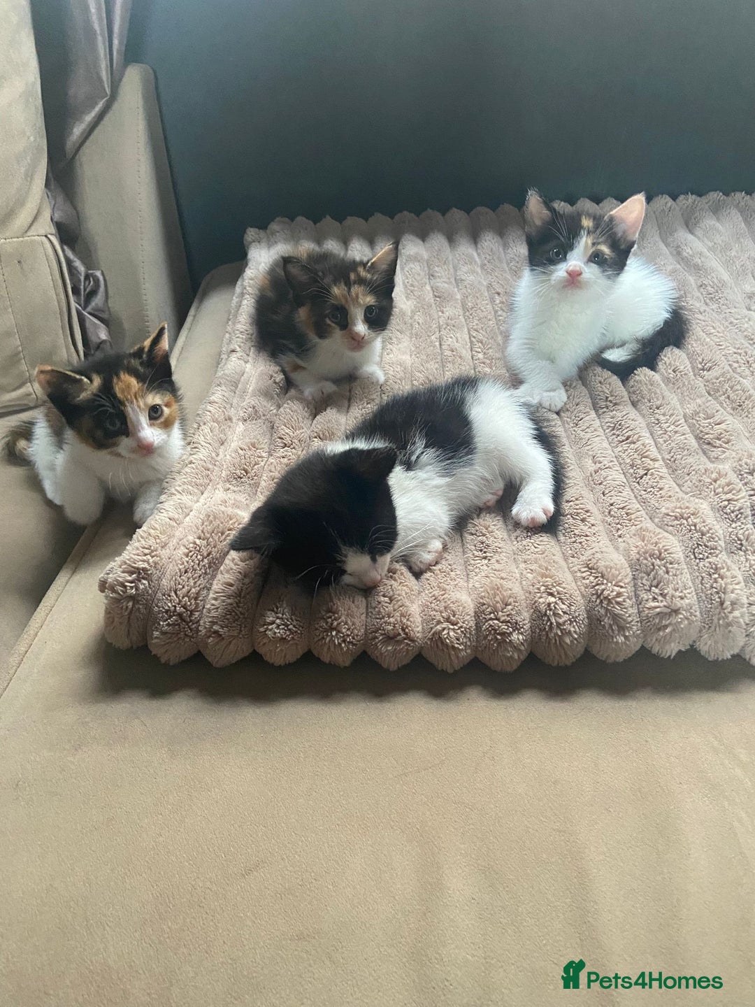 Mixed Breed cats for sale: 4 stunning babies READY NOW Calico and black&white - Image 5