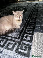 Scottish Fold cats Lovely Scottish Straight boy for stud in Milton Keynes - Advert 5