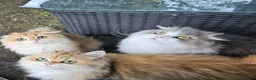 British Longhair cats for sale: British Longhaired Cats and Scottish Fold Cats in London - Advert 1