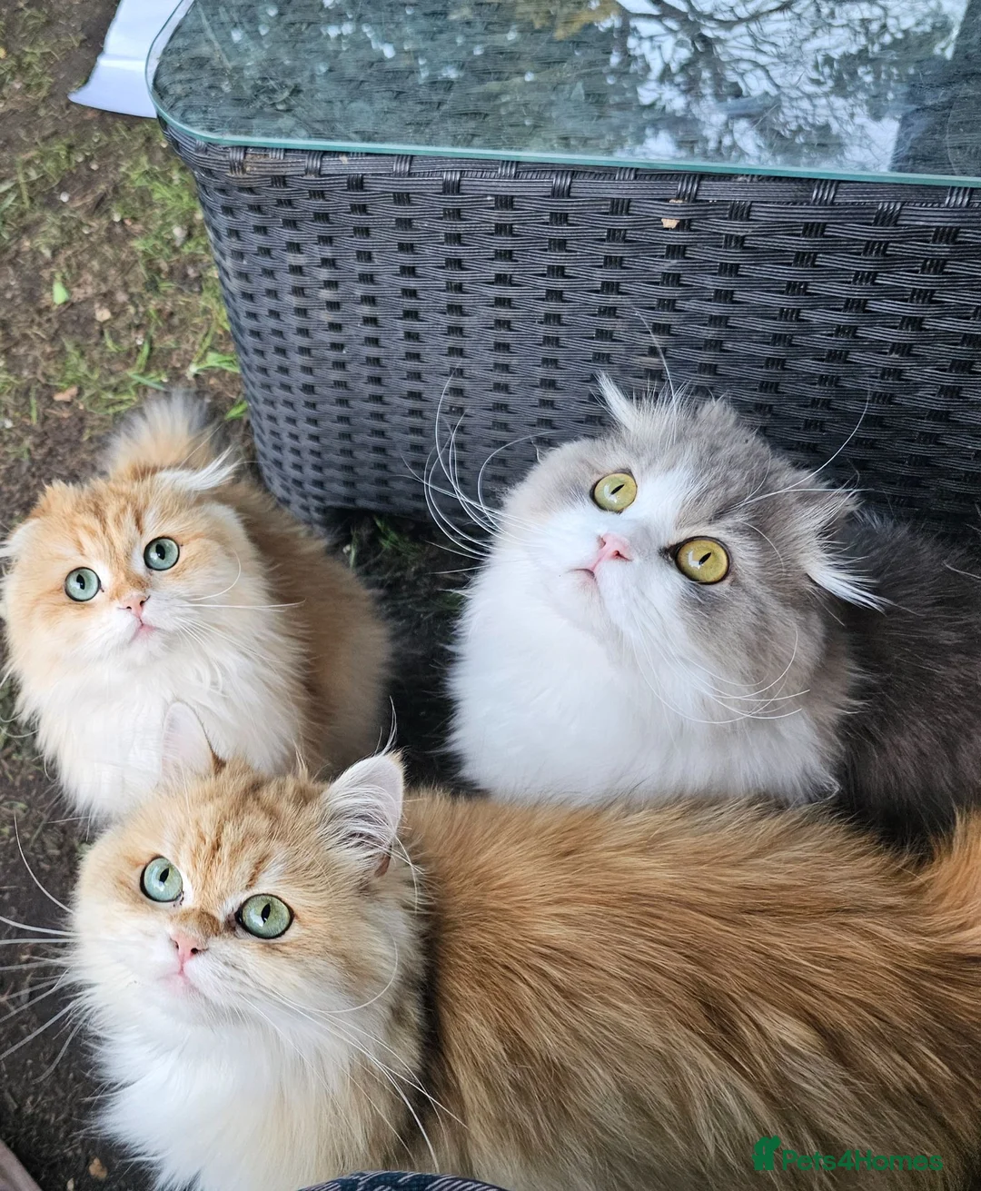 British Longhair cats for sale: British Longhaired Cats and Scottish Fold Cats in London - Advert 1