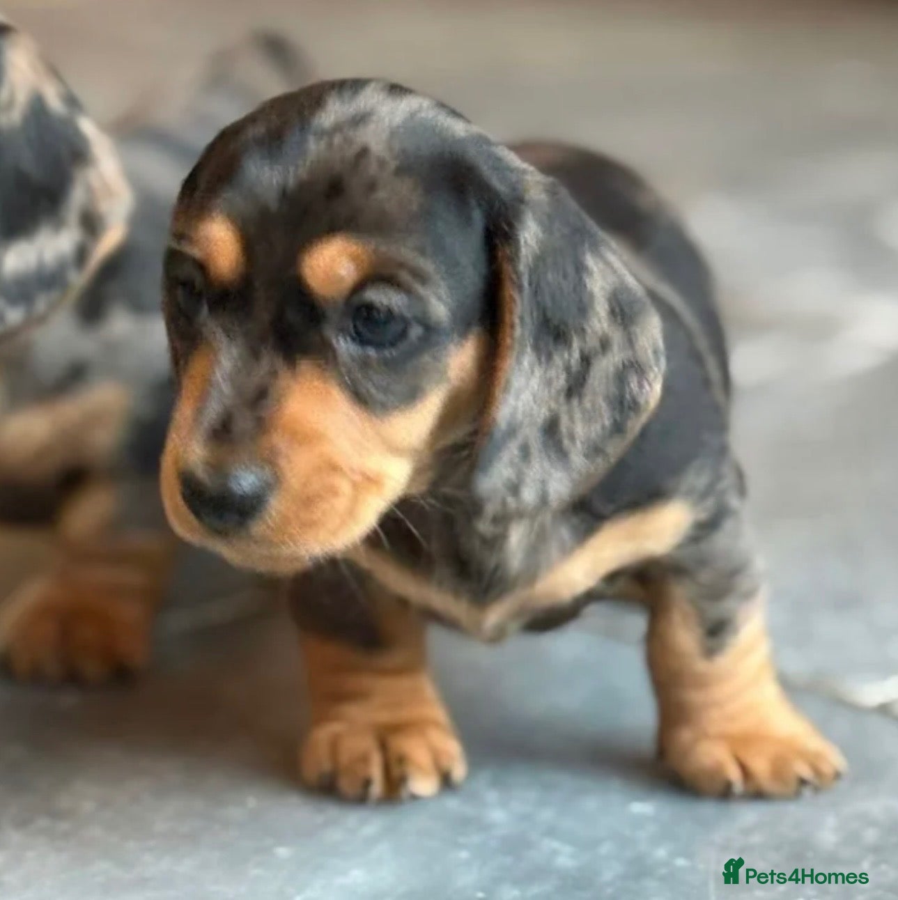 Miniature Dachshund dogs Miniature dachshund pups - Advert 5
