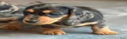Miniature Dachshund dogs for sale: Miniature dachshund pups - Advert 1