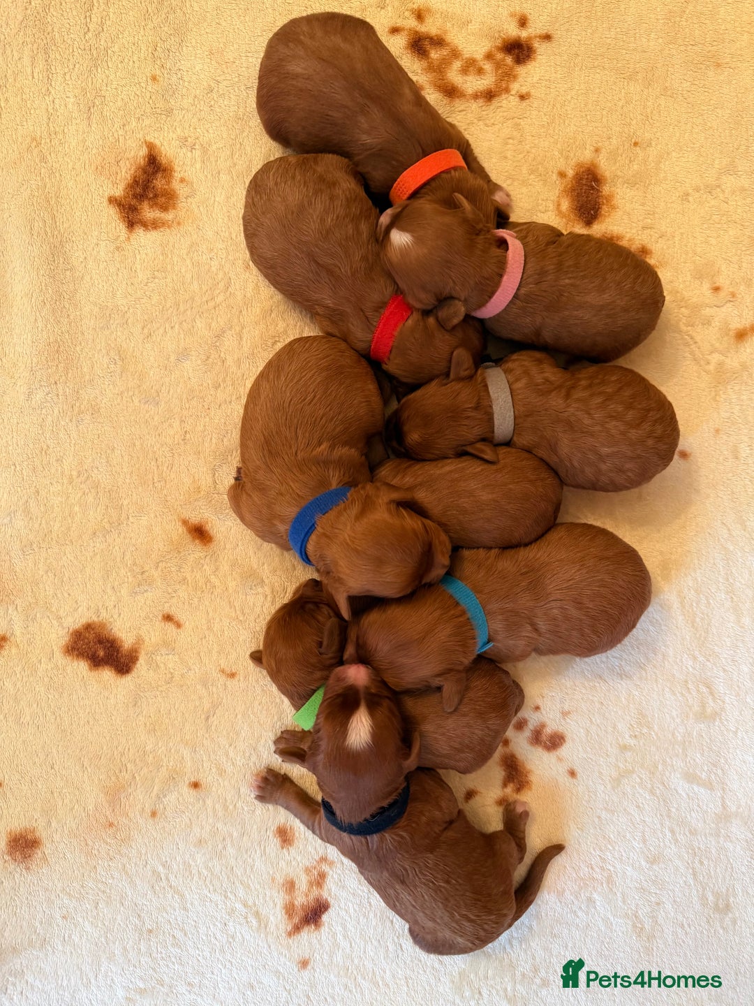 Cavapoo dogs for sale: *Stunning Ruby Red F1 Cavapoo Puppies For Sale* - Advert 7