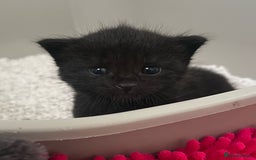 Mixed Breed cats for sale: CLEMMIE’S CUTIES- reduced price due to holidays  - Image 28