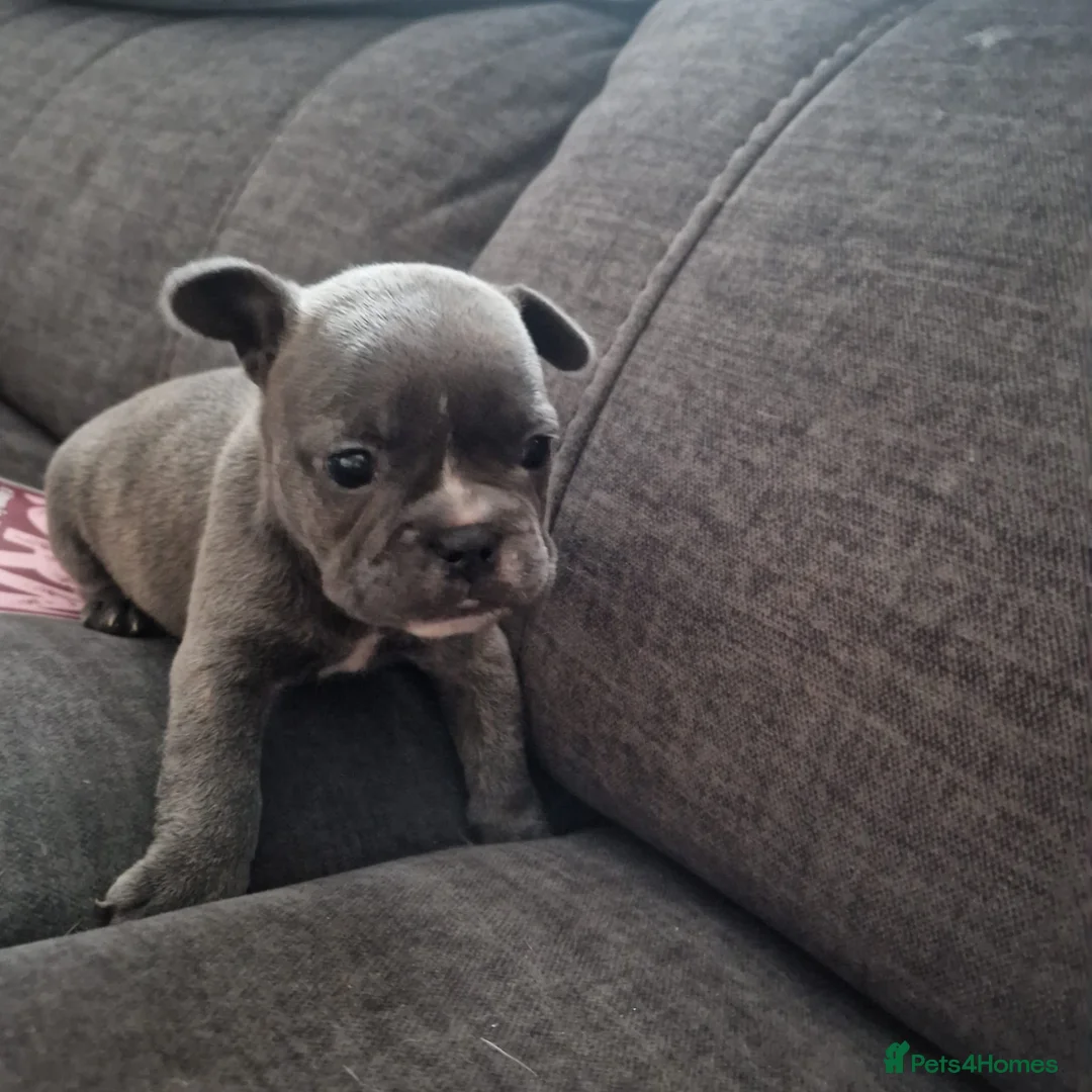 French Bulldog dogs for sale: Frenchie puppies - Advert 5