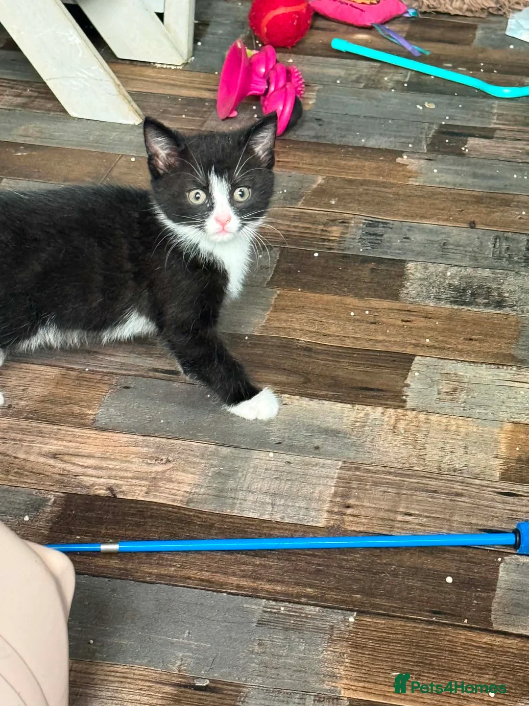 Mixed Breed cats for sale: Lovely litter of mixed short-hair  - Advert 2