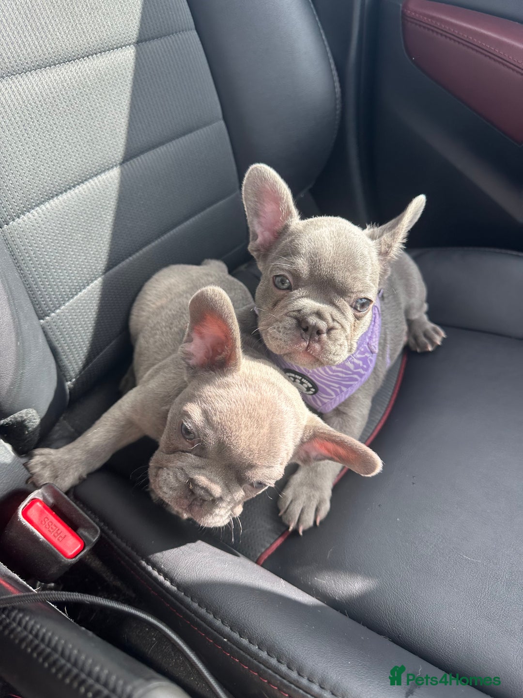 French Bulldog dogs for sale: French bulldog pups 🐶  - Image 5