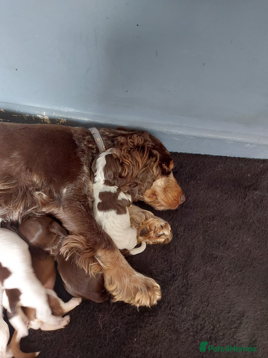 Cocker Spaniel dogs for sale: 8 beautiful kc reg show cocker puppy for sale - Image 24