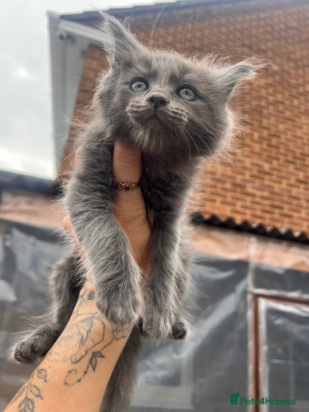 Ragdoll cats for sale: 😍Ragdoll&British Shorthair Mix😍 - Image 4