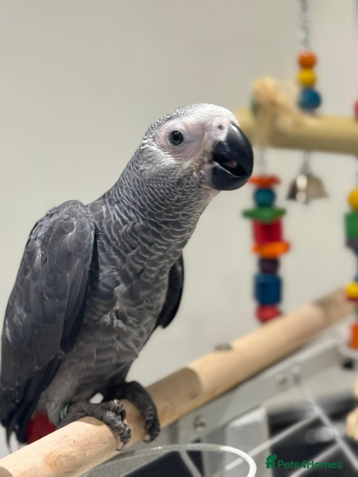 Parrots birds Hand Reared African Grey 4 months with cage - Advert 23