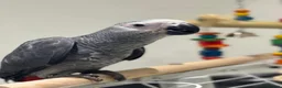 Parrots birds for sale: Hand Reared African Grey 4 months with cage - Advert 1