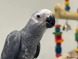Parrots birds Hand Reared African Grey 4 months with cage - Advert 1