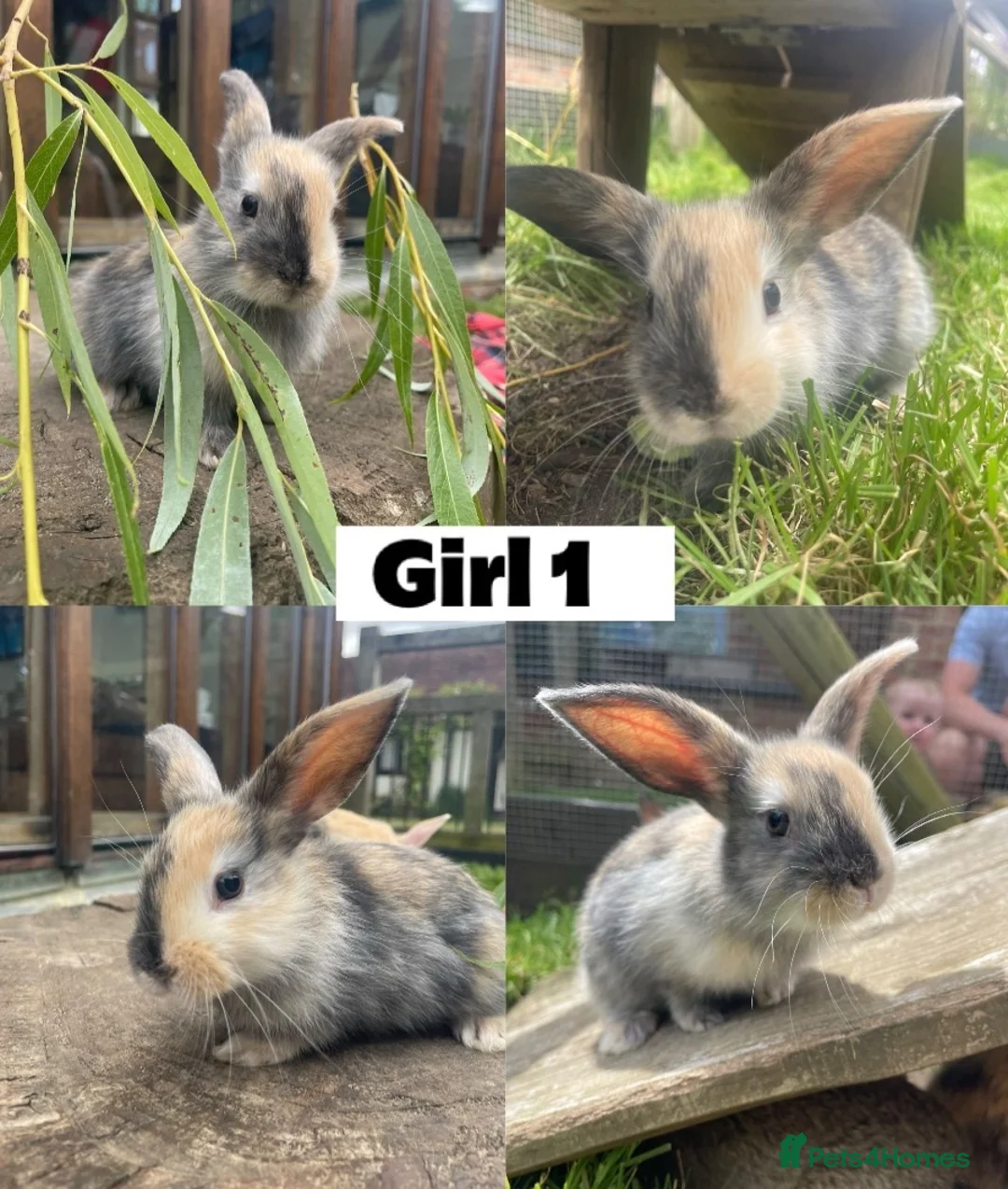 Mixed Breed rabbits for sale: 8 Mini-Lop Cross Baby Rabbits - Advert 1
