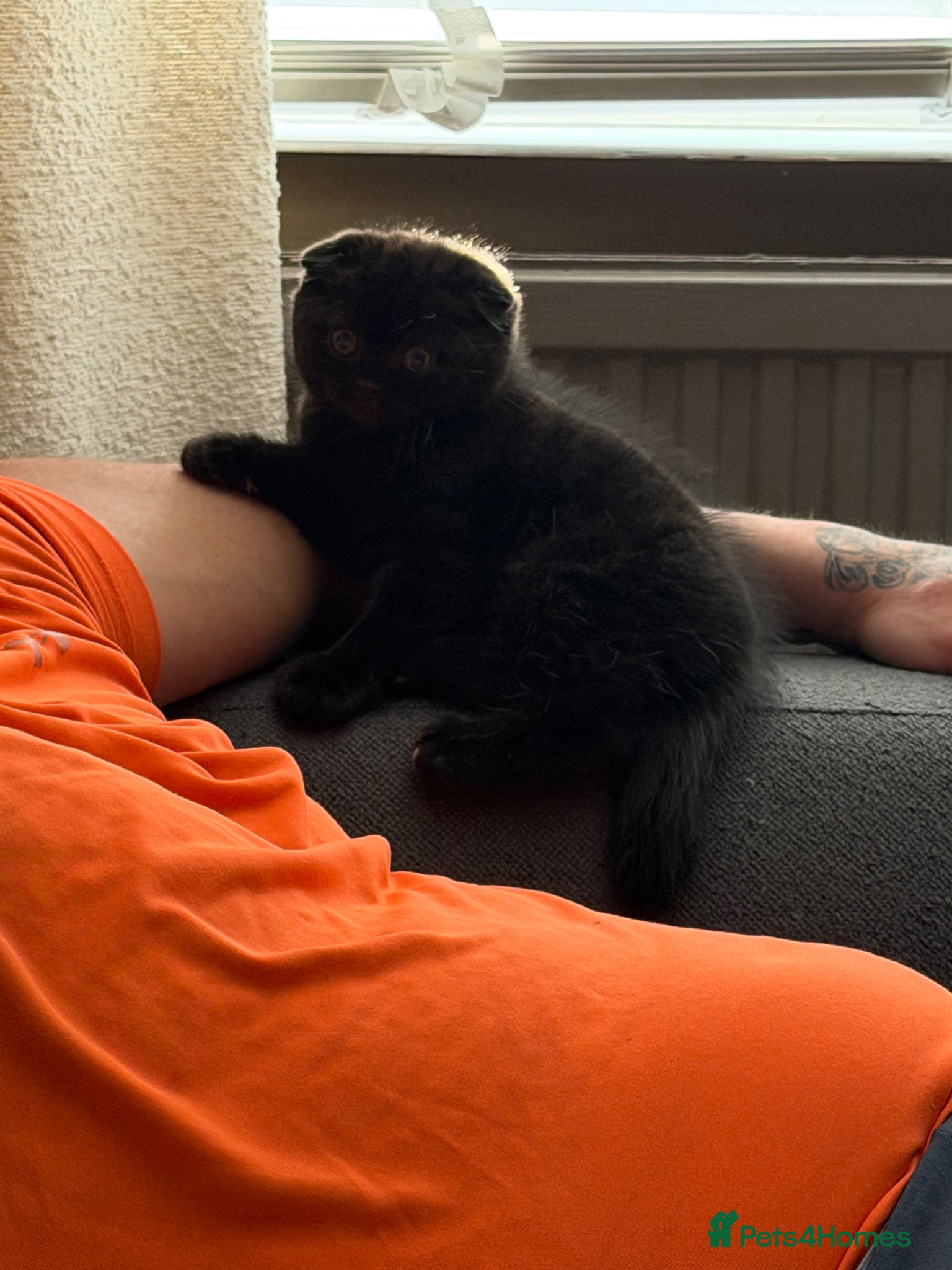 Scottish Fold cats male Scottish fold kitten - Advert 1