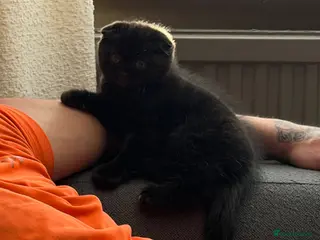 Scottish Fold cats male Scottish fold kitten - Advert 17