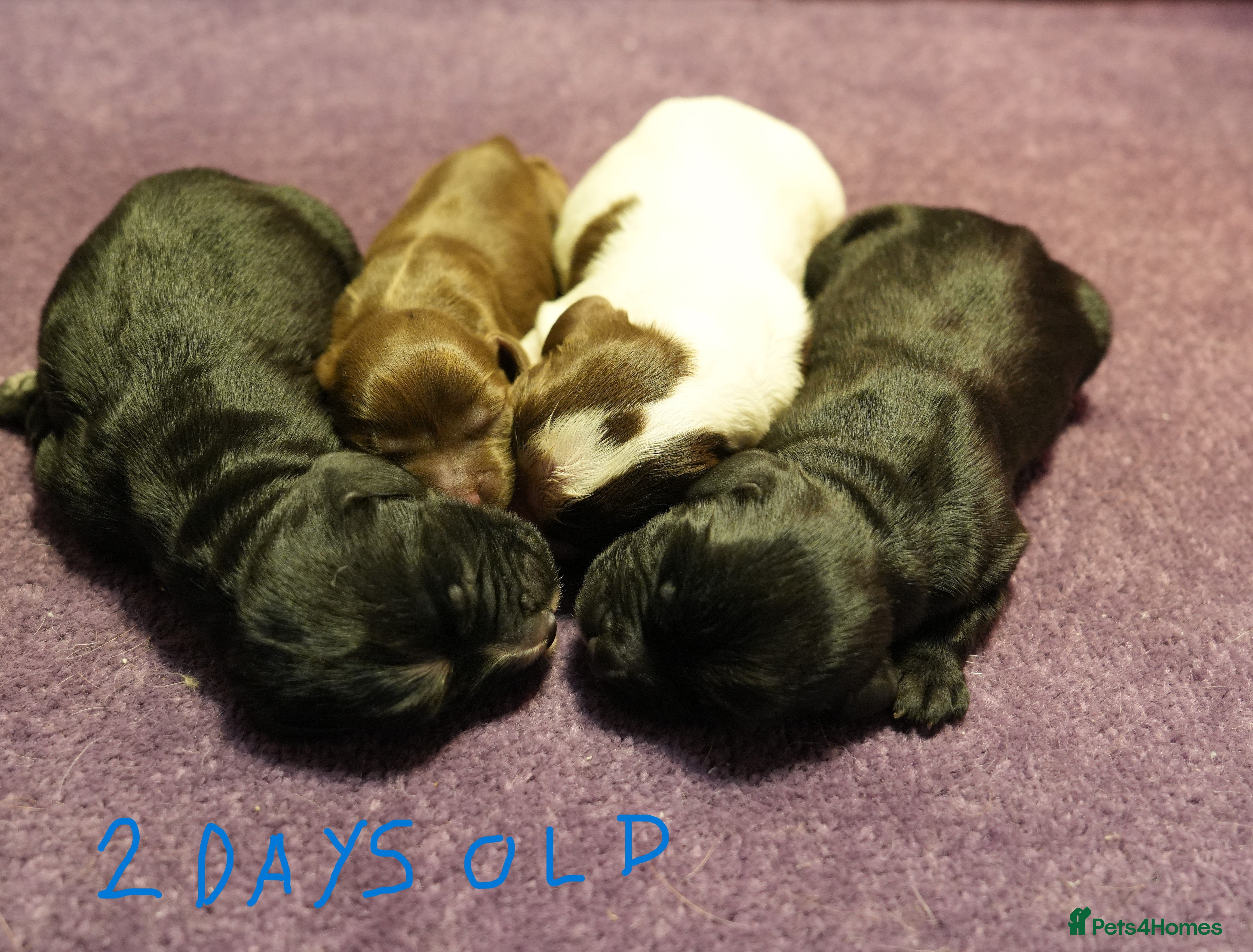 Cocker Spaniel dogs Working cocker spaniel pups KC reg  - Advert 12