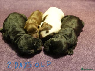 Cocker Spaniel dogs Working cocker spaniel pups KC reg - Advert 10