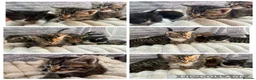 Mixed Breed cats for sale: kittens  - Advert 9