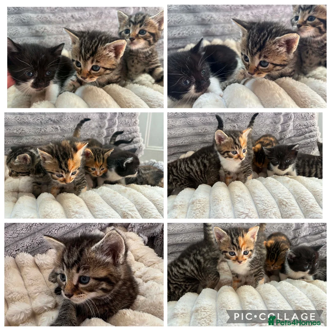 Mixed Breed cats for sale: kittens  - Advert 9