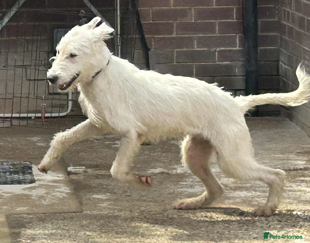 Mixed Breed dogs for adoption: Peter - Norwich Norfolk  in Norwich - Advert 18