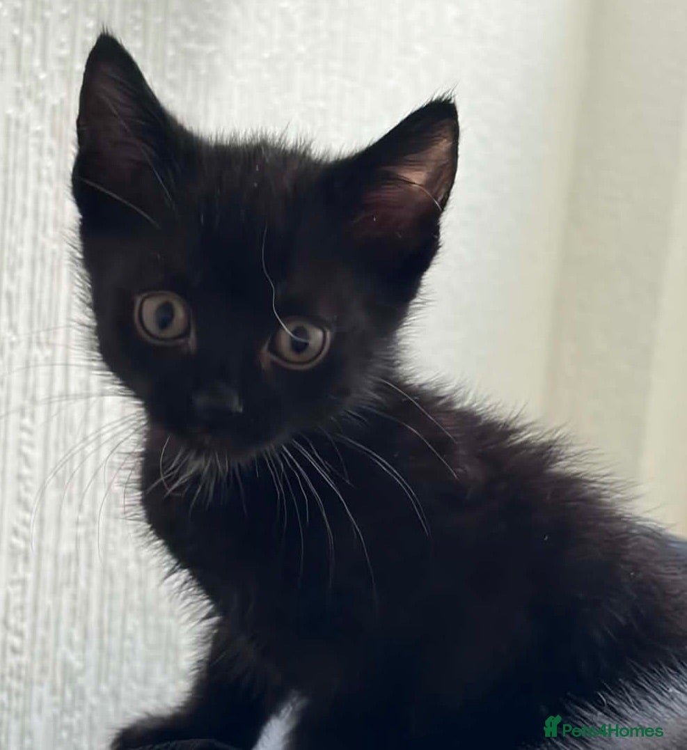 Mixed Breed cats 1 black kitten left ready to go now  - Advert 20