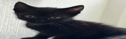 Mixed Breed cats for sale: 4 adorable male kittens available now - Advert 2