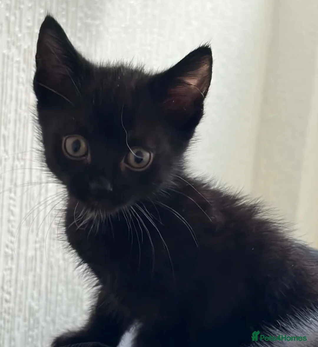 Mixed Breed cats for sale: 4 adorable male kittens available now - Advert 2