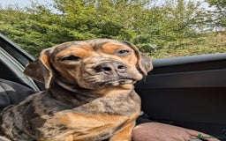Mixed Breed dogs for sale: Beautifull Dachshund cross English bull dog  - Image 5