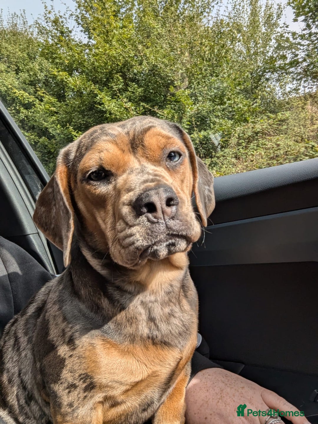 Mixed Breed dogs for sale: Beautifull Dachshund cross English bull dog  - Image 5
