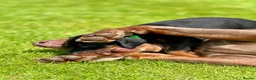 Dobermann dogs for sale: CHESHIRE WORLD CLASS DOBERMAN PUPPY - Advert 7