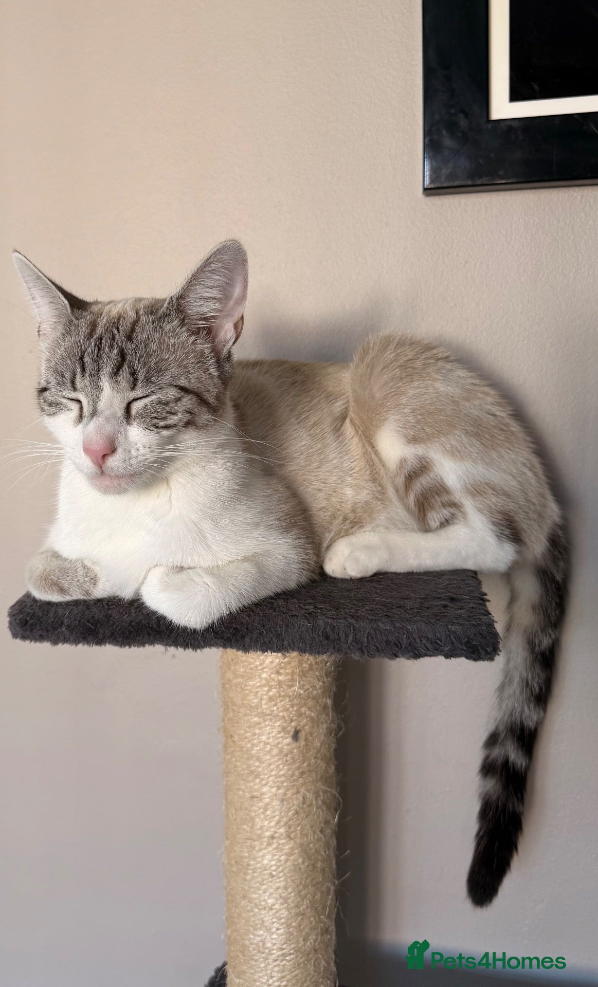 Mixed Breed cats Beautiful Queen  - Advert 1