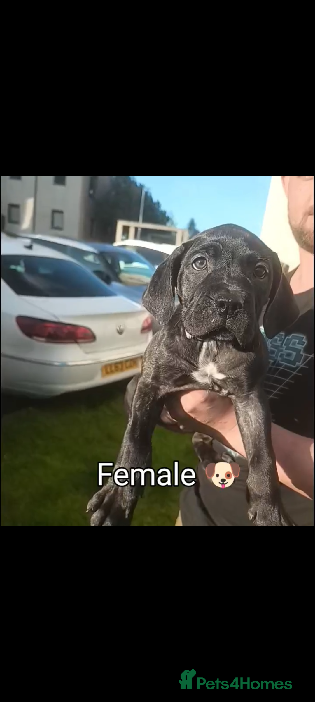 Mixed Breed dogs for sale: Bandogge x Cane Corso/Boerboel - Image 7
