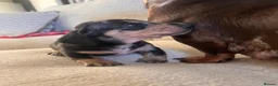 Miniature Dachshund dogs for sale: KC registered miniature dachshunds  - Advert 2