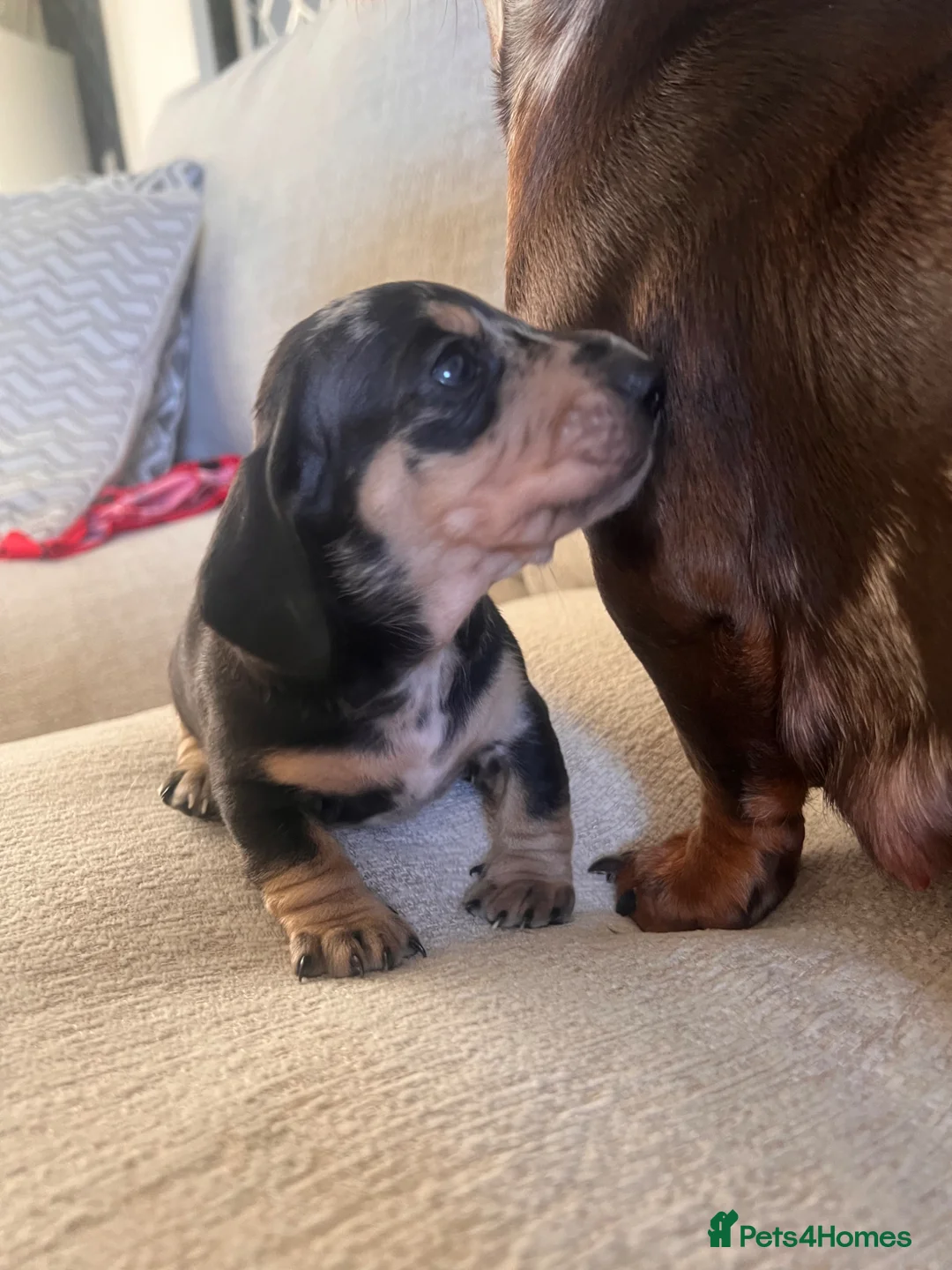 Miniature Dachshund dogs for sale: KC registered miniature dachshunds  - Advert 2