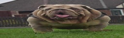 English Bulldog dogs for stud: Target man available for stud 🎯🎯 in Hyde - Advert 5