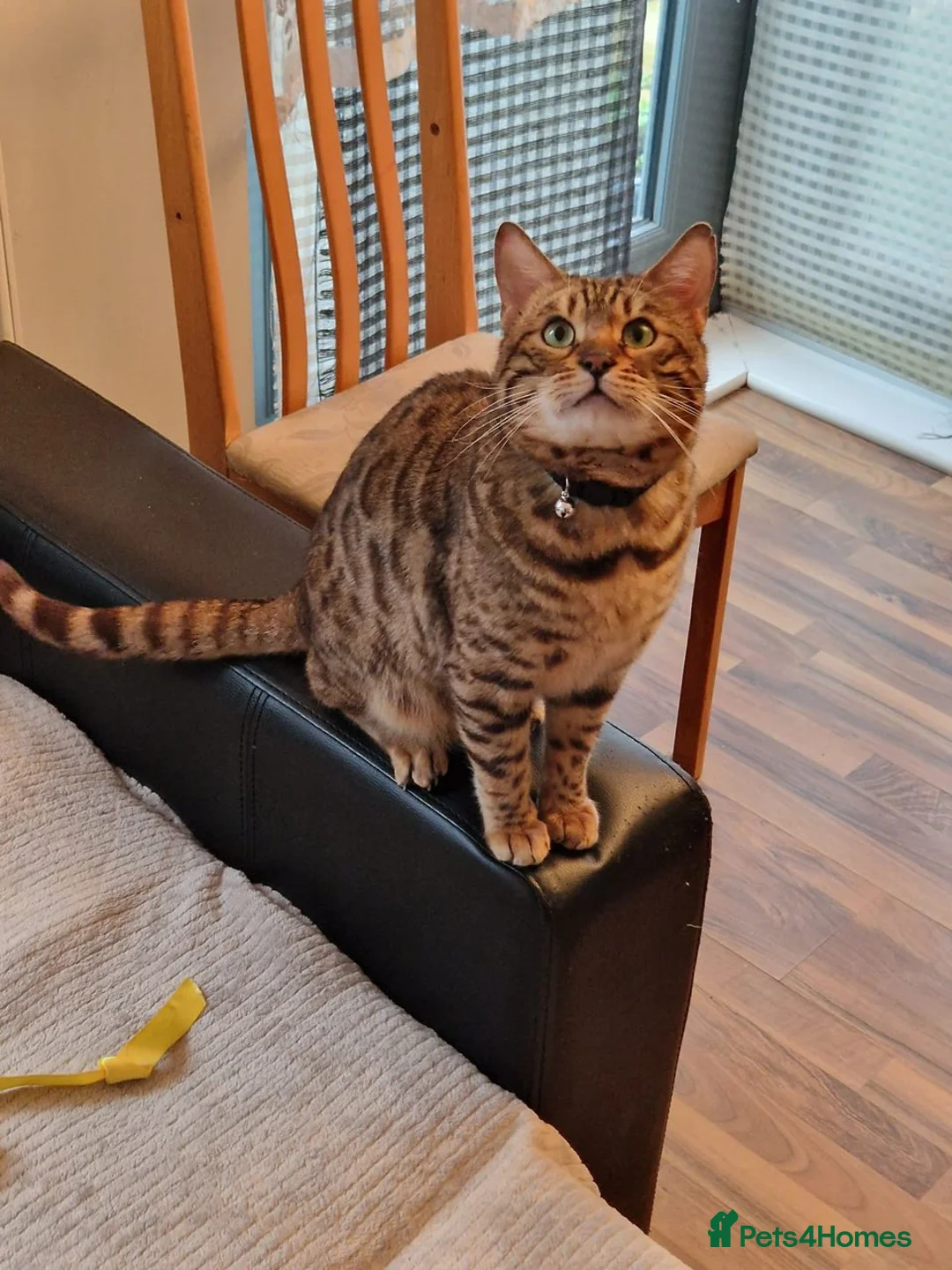 Bengal cats for stud: Stud cat Tica actives 5 generations pedigree  in Barnsley - Advert 32