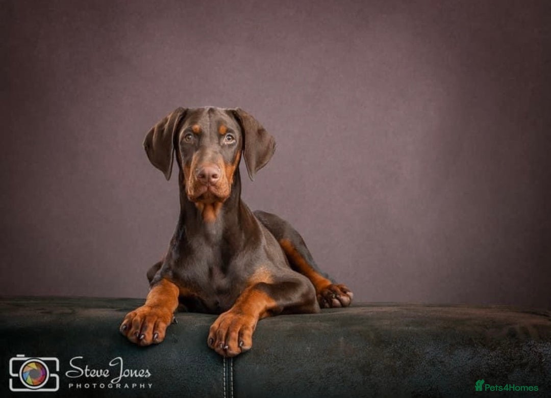Dobermann dogs for stud: At Stud - TORCHENEY CHIEF - Image 5