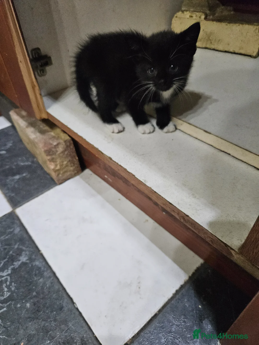 Mixed Breed cats for sale: 🐾 Beautiful Kittens  - Advert 13