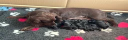 Cocker Spaniel dogs for sale: KC Registered Cocker Spaniels  - Advert 9