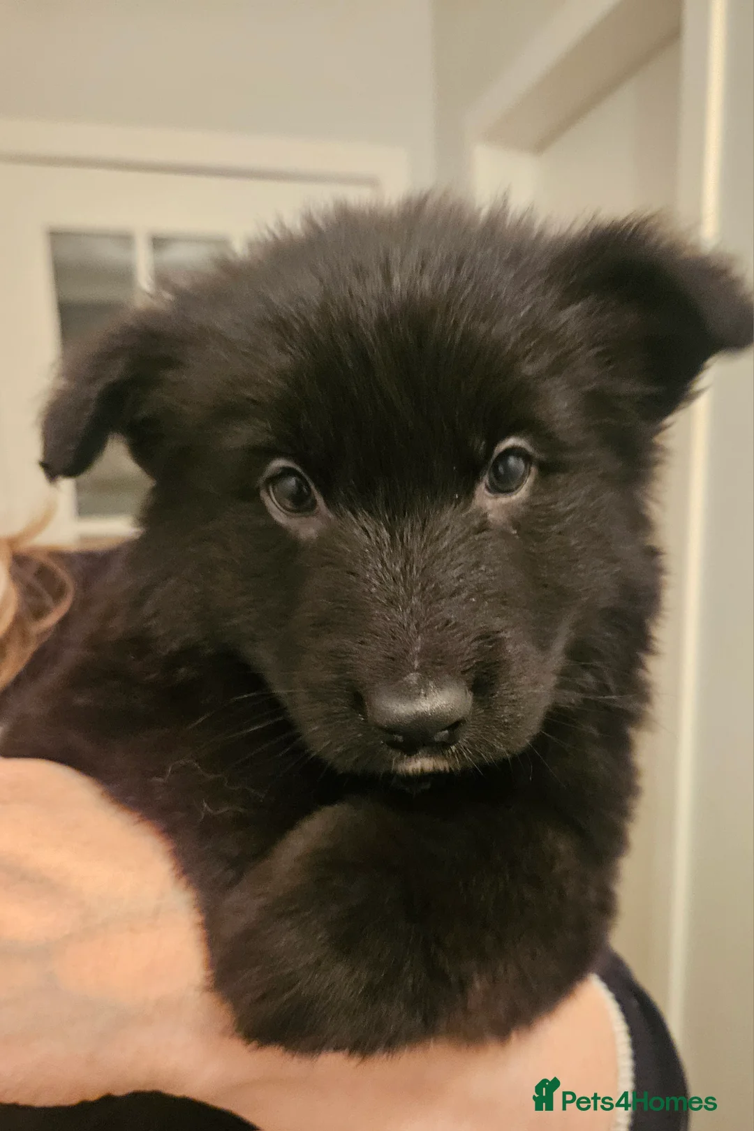 German Shepherd dogs for sale: Long haired german shepherd puppy - Advert 9