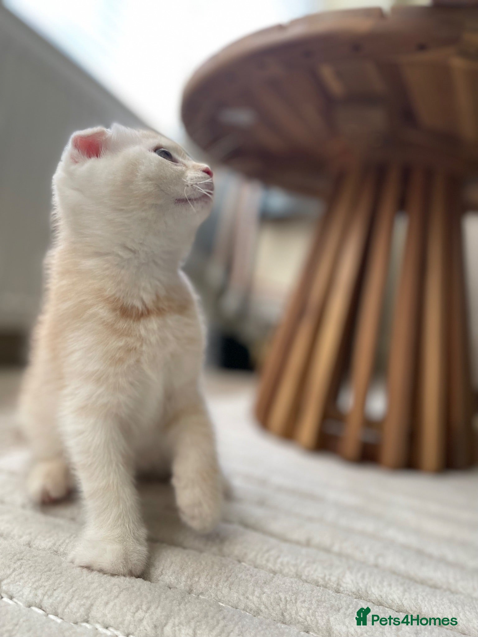 Scottish Fold cats Champion Bloodline Scottish Folds! - Advert 2